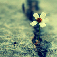 test' or (1) and '