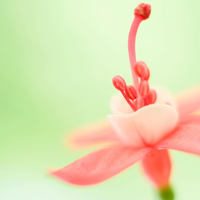 test' or 1=1 and '