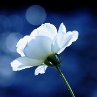 test' or 1=1 and '