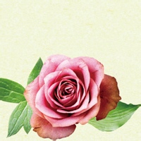 test' or 1>0 and '