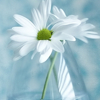 test' or (1) and '