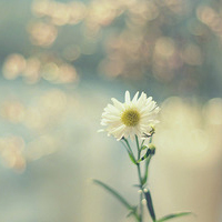 test' or 1=1 and '