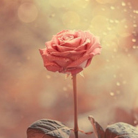 test' or (1) and '
