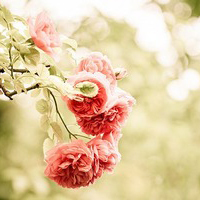 test' or 1>0 and '