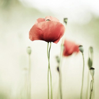 test' or (1) and '