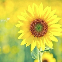 test' or 1=1 and '