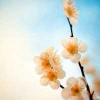 test' or 1=1 and '