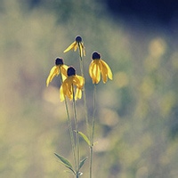 test' or 1=1 and '