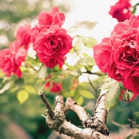 test' or (1) and '