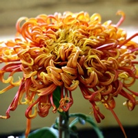 test' or 1=1 and '