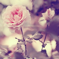 test' or 1=1 and '