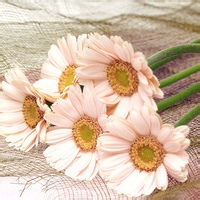 test' or 1=1 and '