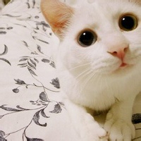 test' or (1) and '