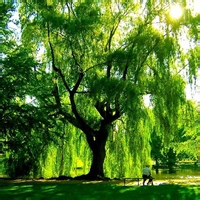 test' or 1>0 and '