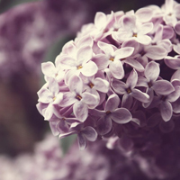 test' or 1=1 and '