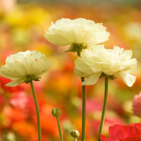 test' or (1) and '
