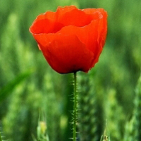test' or 1>0 and '